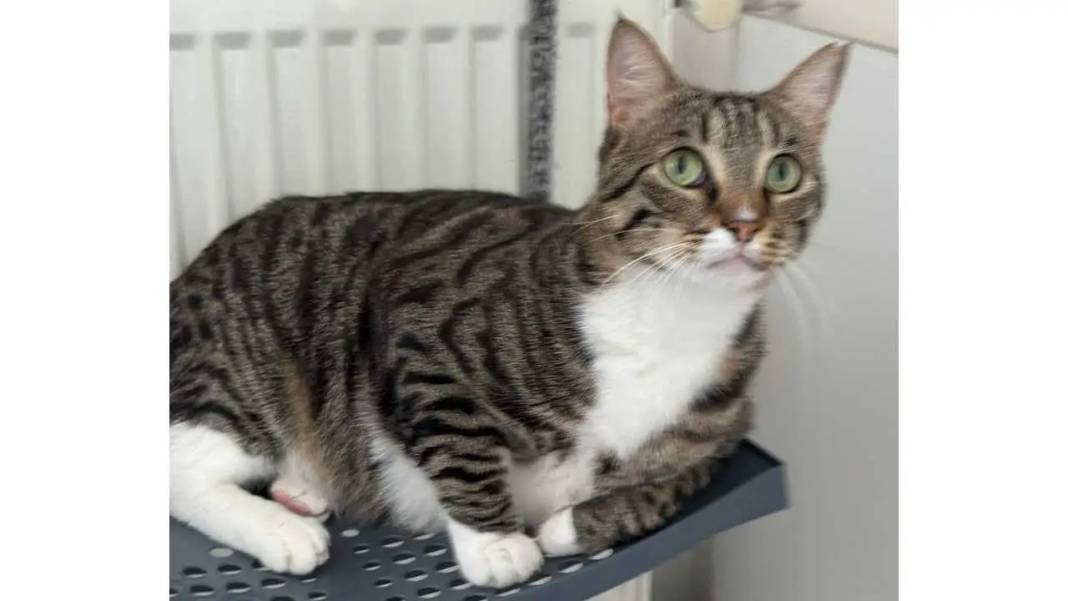 Adana’da Kayıp Kediye 100 Bin Lira Ödül! Kedisi İçin Duygusal Çağrı 5